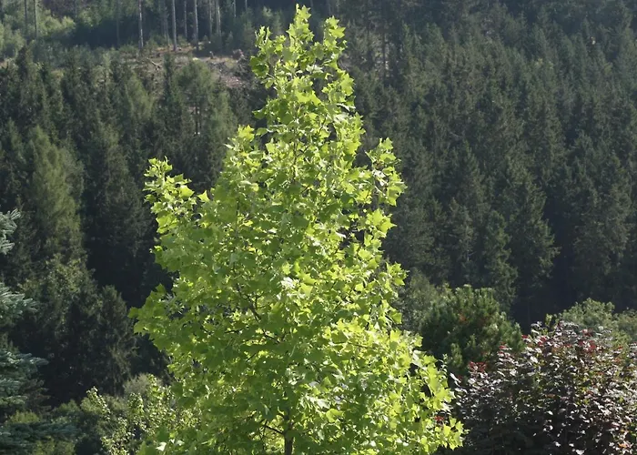 Vakantiewoning Evalisa * Willingen (Upland)