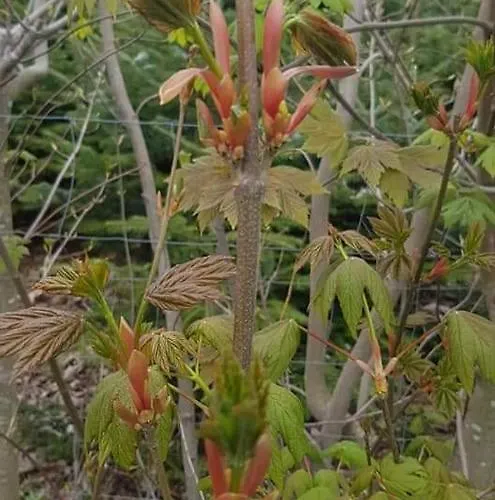 Vakantiewoning Evalisa Willingen (Upland)