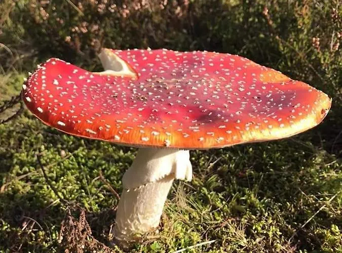 Vakantiewoning Evalisa Willingen (Upland)